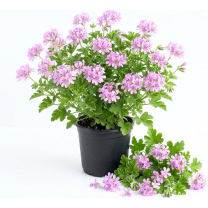 500pcs Citronella Seeds Fast Growing Easy To Plant For Home Gardens
