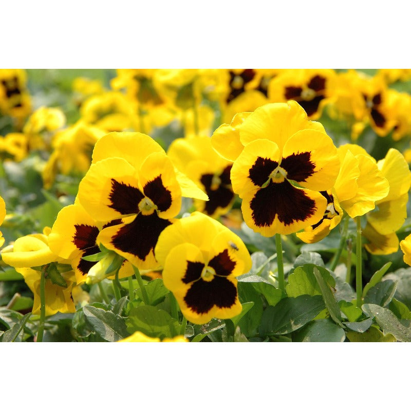 110pcs Pansy Seeds Simple To Plant With Cold Tolerant Traits For Outdoor Growing