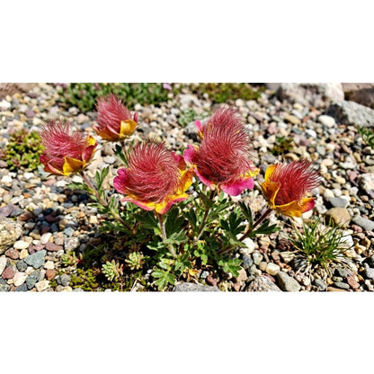 87Pcs Prairie Smoke Seeds Easy to Establish great for novice rock garden styling and wildflower meadow design