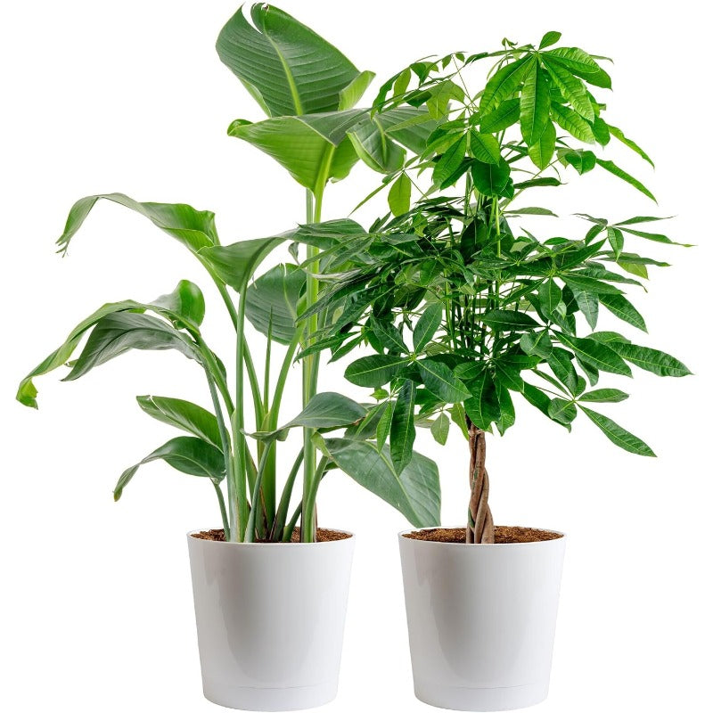 90Pcs woven Lucky Money Tree Seeds For Home, Room, or Office Decor