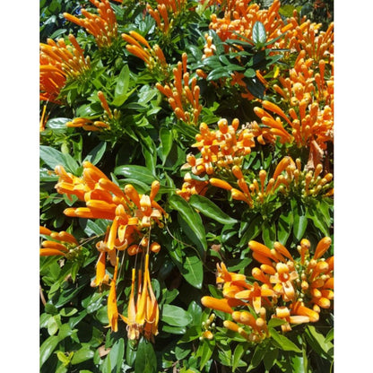 Orange 100pcs Great For Quick Vegetation Establishment Trumpet Vine Seeds Easy To Grow Ideal For New Home Landscape Projects