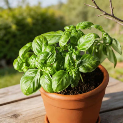 500pcs Large Leaf Basil seeds-  Heirloom  easy to planting