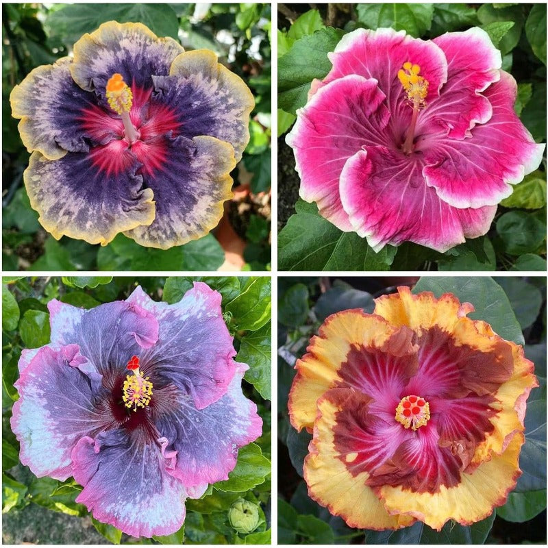 100pcs Mixed Hibiscus Seeds Planting Outdoor- Perennial Non-GMO Heirloom Hibiscus Flowers Plant for Your Garden Home