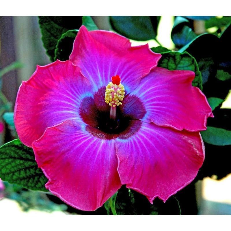 100pcs Mix Colors Giant Hibiscus Seeds - Non-GMO Heirloom Variety - Vibrant Blooms for Your Flourishing Garden
