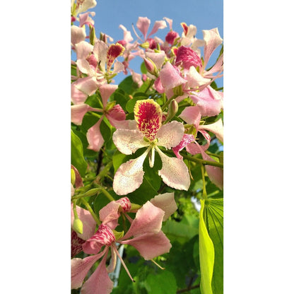 84Pcs Orchid Seeds Suitable for planting form graceful upright structure ideal for indoor display and shaded yard decor
