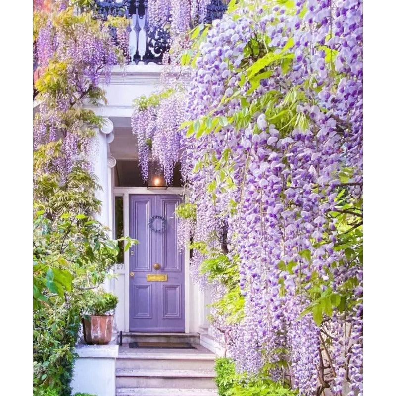 10pcs Blue Rain Wisteria seeds best gift for him her home decor teacher gifts graduation outdoor gardening DIY birthday present flowering plants