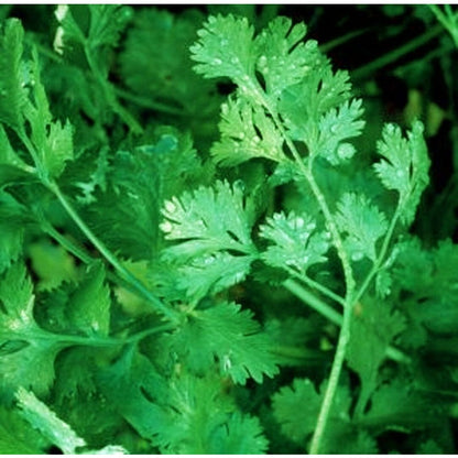 200Pcs For Year Round Green Garden Interest Cilantro Seeds Easy To Grow With Adaptable Growth