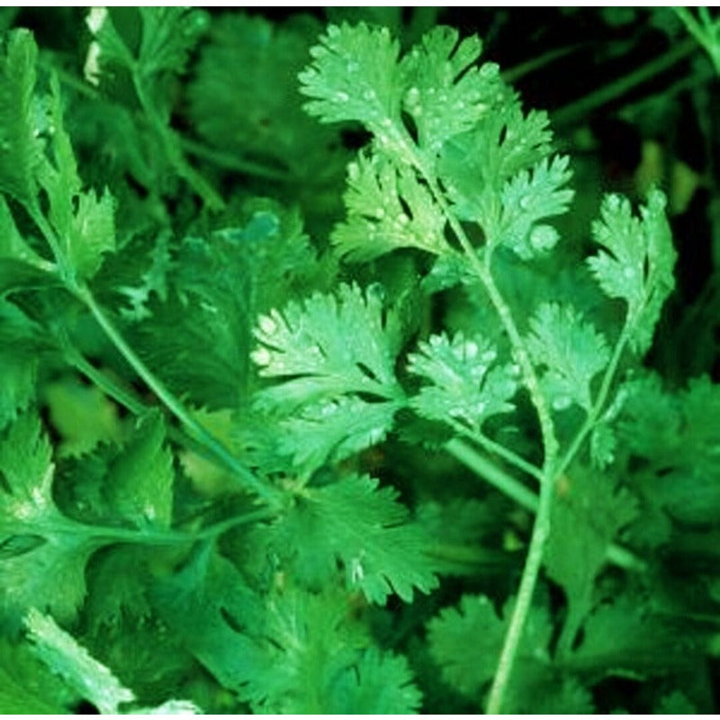 200Pcs For Year Round Green Garden Interest Cilantro Seeds Easy To Grow With Adaptable Growth