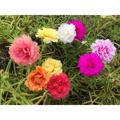 850Pcs Moss Rose Seeds simple to grow in containers, raised beds and rockery scenery