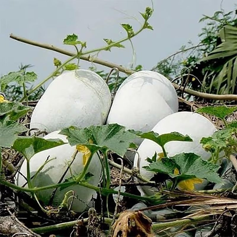 30pcs Winter Melon Seeds Friendly for new gardeners grow into full extensive vine clusters with steady seasonal development