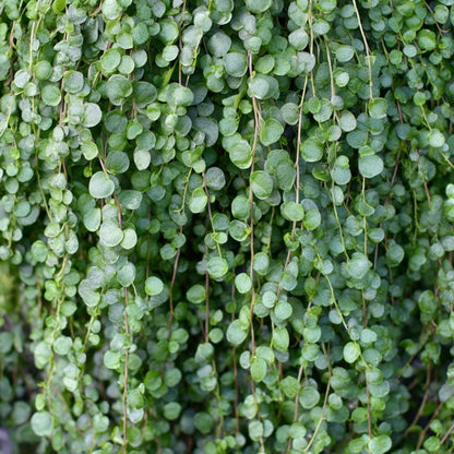 300pcs Dichondra Lawn Seeds Dense Green Coverage For Home Garden