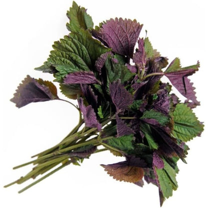 100pcs Easy Care Perilla Seeds great for sowing in sunny ventilated garden spaces and residential yard locations