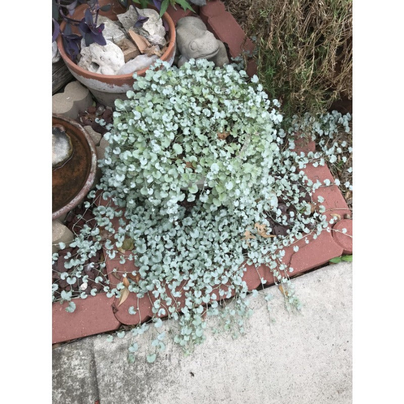 300pcs Dichondra Repens Seeds Evergreen Lawn Alternative For Outdoor Garden