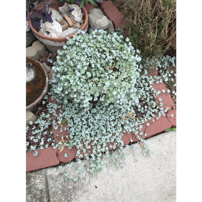 300pcs Dichondra Repens Seeds Evergreen Lawn Alternative For Outdoor Garden