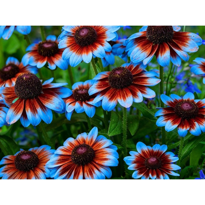 475Pcs Straightforward To Maintain And Highly Ornamental Coreopsis Seeds Boost Property Appearance And Outdoor Aesthetics