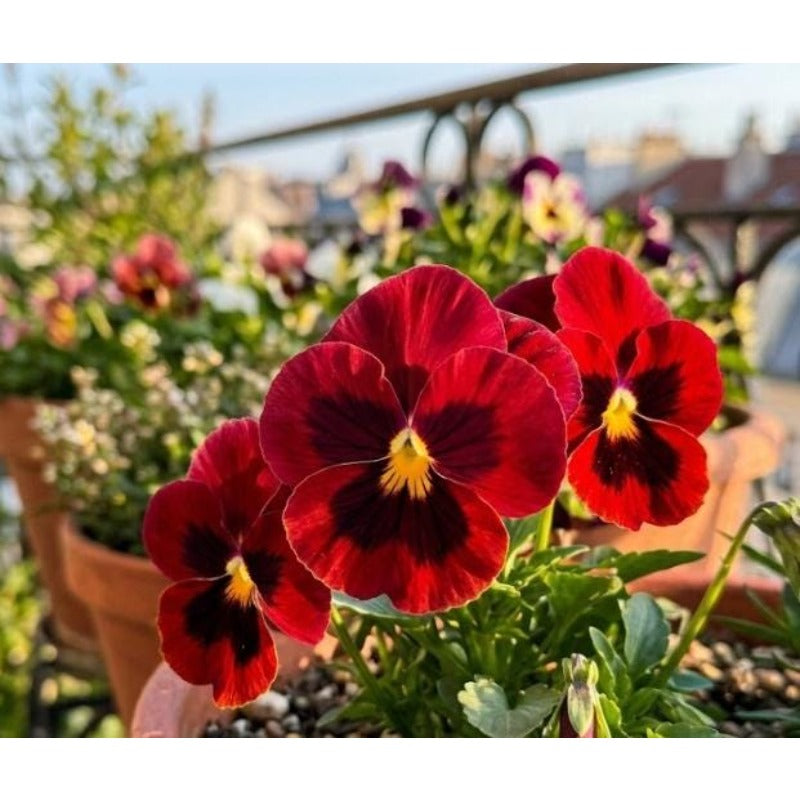 110pcs Pansy Seeds Easy To Grow For Cool Season Garden Planting