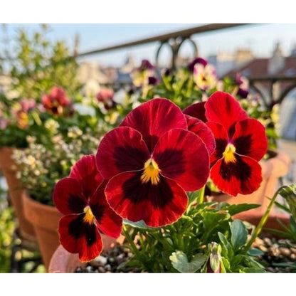 110pcs Pansy Seeds Easy To Grow For Cool Season Garden Planting