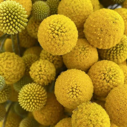 10pcs Yellow Billy Button or Craspedia Seeds -   Home Gardening, Hobby Farming