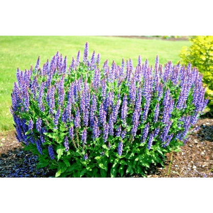 200pcs Perennial Blue Sage Seeds Drought Tolerant For Backyard Gardens Simple To Cultivate