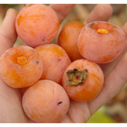 40Pcs Persimmon Seeds for planting along property lines, garden margins and quiet leisure landscape spots