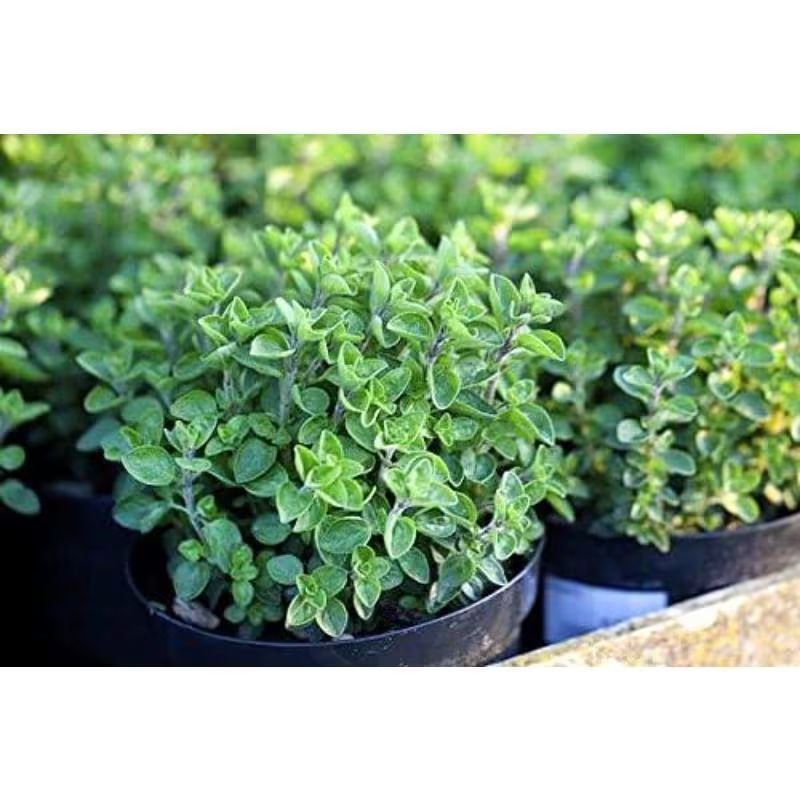 1000pcs Oregano seeds  Friendly for new gardeners grow into full neat mounded bushy clumps with steady seasonal foliage renewal features