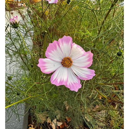 80Pcs Perfect For Those Who Love Effortless Gardening Success Cosmos Seeds Easy To Grow