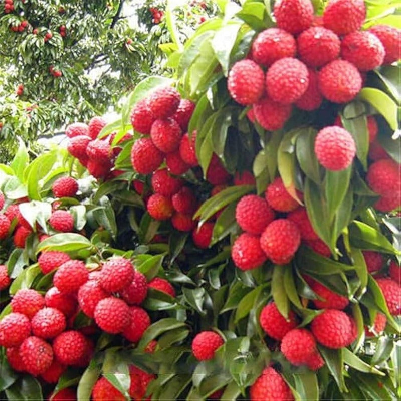 10Pcs Easy to Sow Lychee Seeds ideal for forming dense broad canopy arrangement in garden backdrops and courtyard open planting areas
