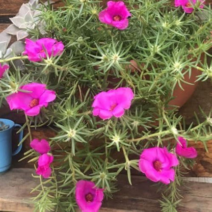 1000pcs Pink Purple Moss Rose seeds  Sun Loving Flowering Ground Cover