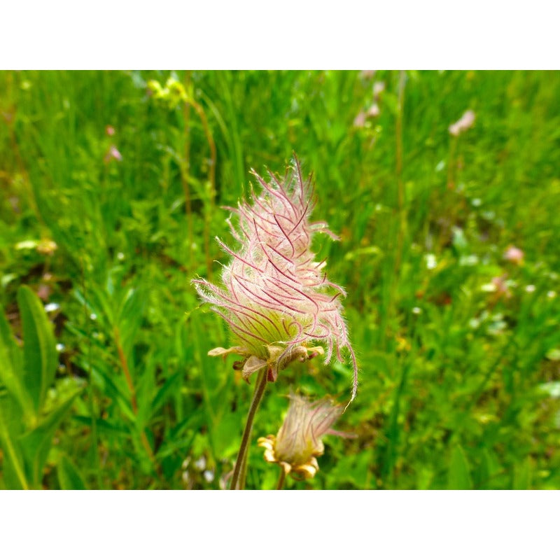 96Pcs Prairie Smoke Seeds Fit for home planting hold extended seasonal ornamental cycles for lasting landscape layout value