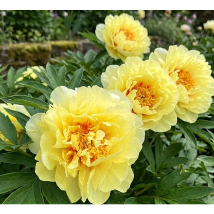 25 Yellow Peony Seeds - Fragrant Golden Peony, Hardy Perennial Flower Seeds for Romantic Gardens