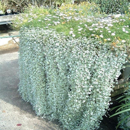 300pcs Perennial Dichondra Seeds Heat Resistant Ground Cover Plant