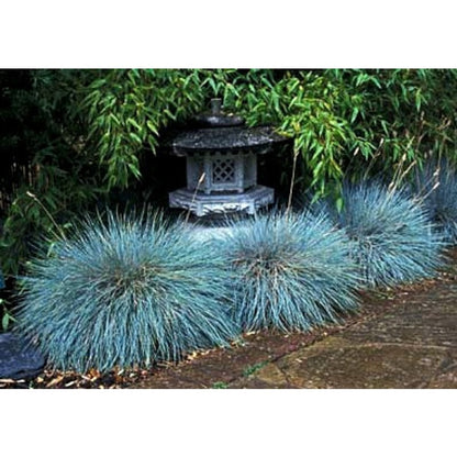 479Pcs Fescue Seeds pair perfectly with ornamental plantings to enrich multi level landscape structure