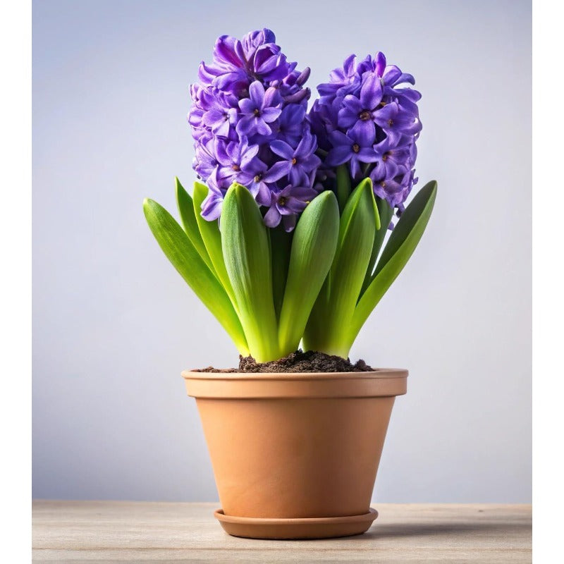 200pcs Hyacinth Seeds Spring Blooming Perennial Seeds For Backyard Landscape Growth Simple To Cultivate