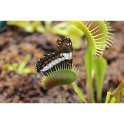 291Pcs Perfect For Adding Living Decor To Work Spaces Venus-Fly-Trap Seeds Easy To Grow With Visually Intriguing Traps