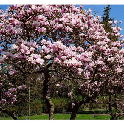 30pcs Magnolia Seeds for Planting - Perennial Yulania Magnoli Denudata Flower Tree, Fragrant Heirloom White Blooms for Home Garden Outdoor
