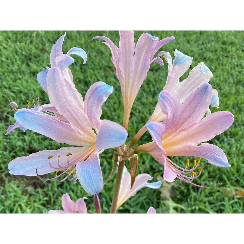 100pcs Fast Growing Lily Seeds High Germination Rate Ideal For Outdoor And Container Planting