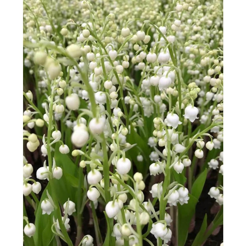 150pcs Pink Flowering Lily of the Valley seeds  create calm serene natural atmosphere for private outdoor leisure zones