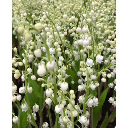 150pcs Pink Flowering Lily of the Valley seeds  create calm serene natural atmosphere for private outdoor leisure zones