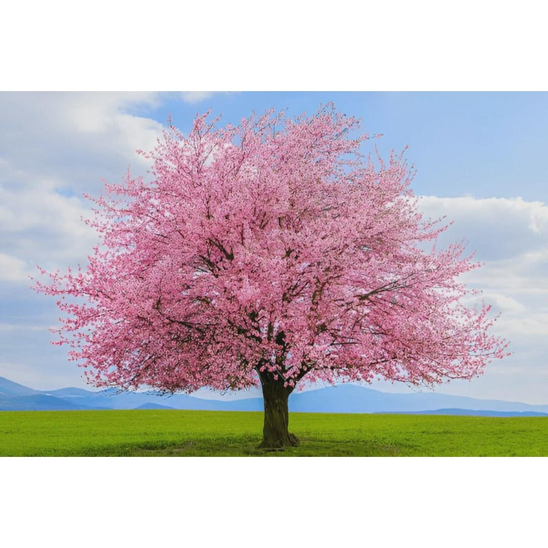 23Pcs Great For Peaceful Retreat Creation Cherry Blossom Seeds Easy To Grow At Home