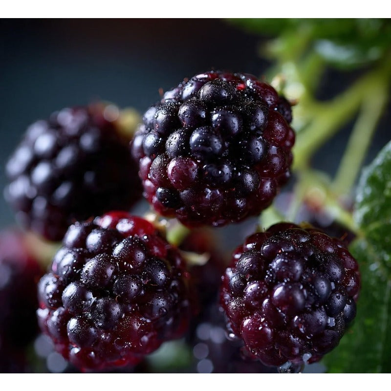185Pcs Rustic Style Bushes Blackberry Seeds Country Charm For Rural Gardens Simple To Cultivate