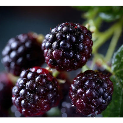 185Pcs Rustic Style Bushes Blackberry Seeds Country Charm For Rural Gardens Simple To Cultivate