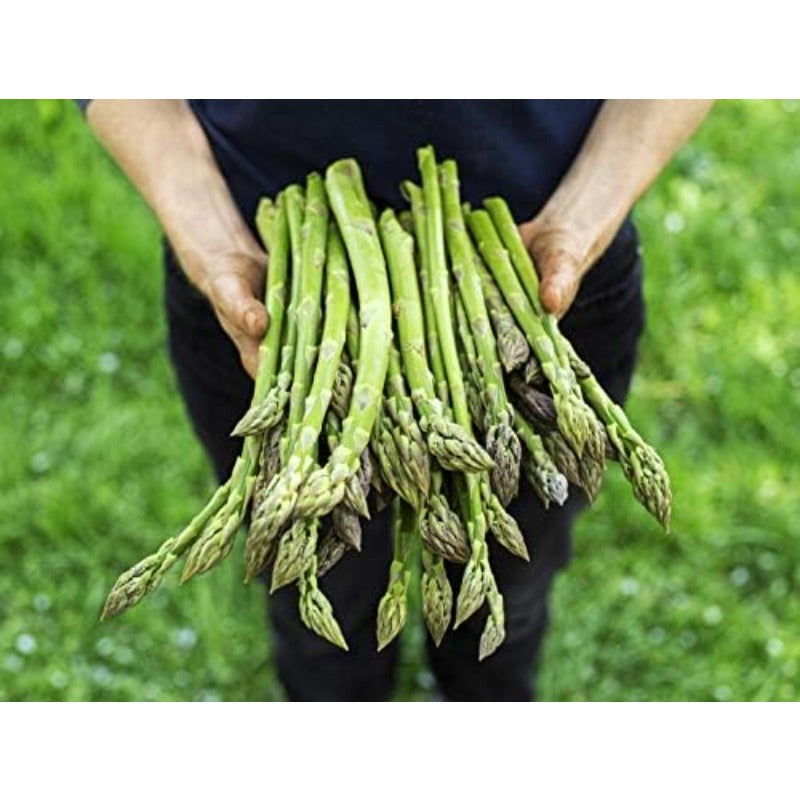 100pcs Straightforward Growing Asparagus Seeds ideal for lining garden bed rows, border edges and leisure open grounds