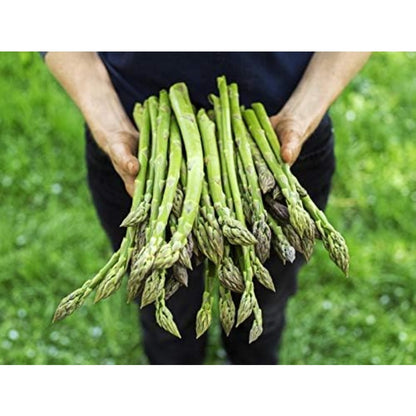 100pcs Straightforward Growing Asparagus Seeds ideal for lining garden bed rows, border edges and leisure open grounds