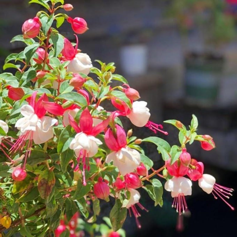 Fuchsia Seeds 100 Perennial | Hanging Bonsai Indoor Outdoor Balcony Garden Flower Pack
