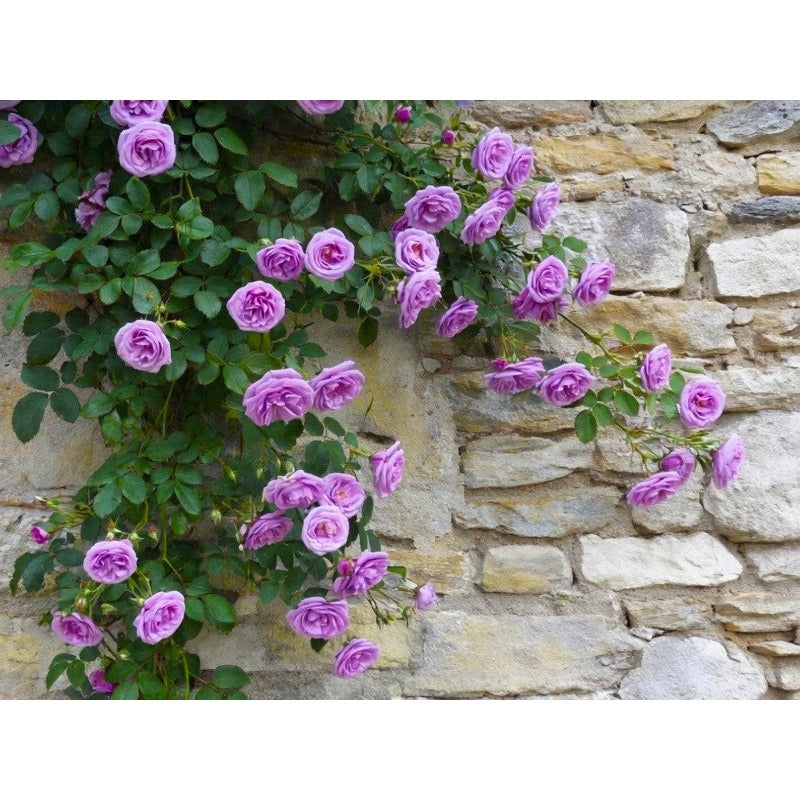 150Pcs Arching Growth Climbing Potential Rose Seeds Ideal For Trellises And Walls