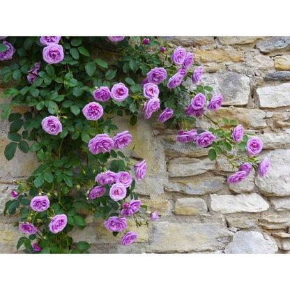 150Pcs Arching Growth Climbing Potential Rose Seeds Ideal For Trellises And Walls