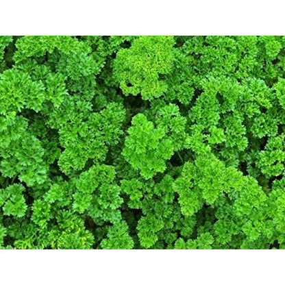 Seeds Herb Curly-Leaf Parsley Paramount Green - 500 Seeds