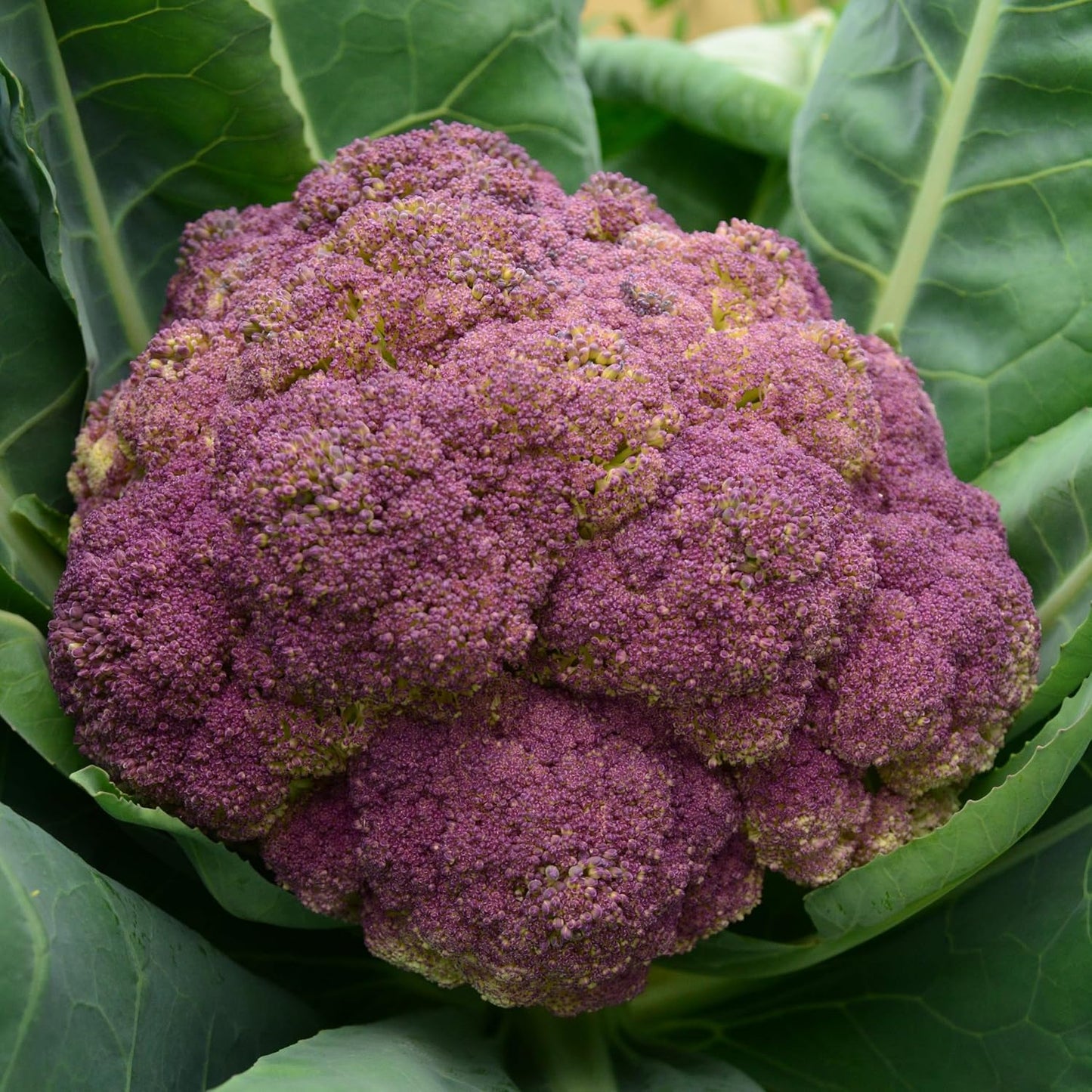 Purple Cauliflower - 200 Seeds - Rare Purple Cauliflower Variety, Non-GMO, Heirloom Cauliflower Seeds for Planting in The Home Garden