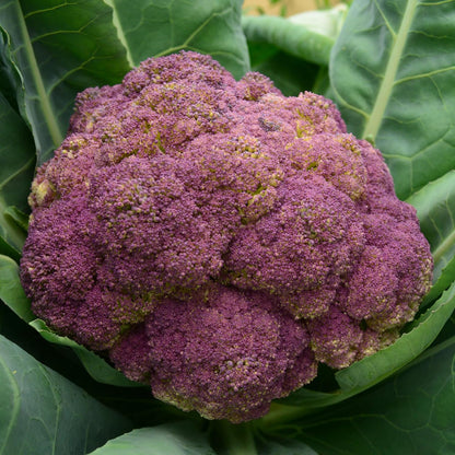 Purple Cauliflower - 200 Seeds - Rare Purple Cauliflower Variety, Non-GMO, Heirloom Cauliflower Seeds for Planting in The Home Garden