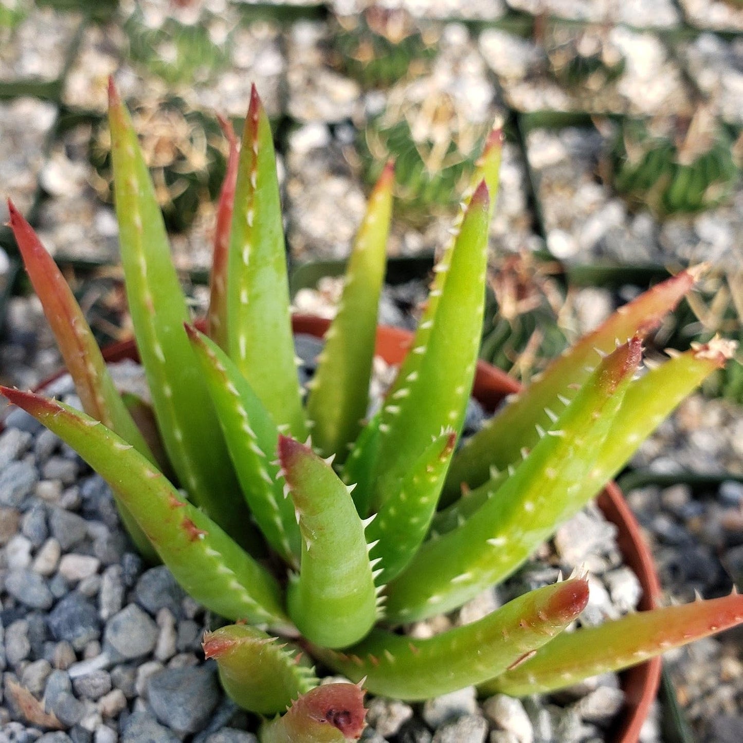 200pcs Aloe Vera Seeds Simple to Grow add minimalist elegant ornamental charm to home, patio and garden decorative spaces